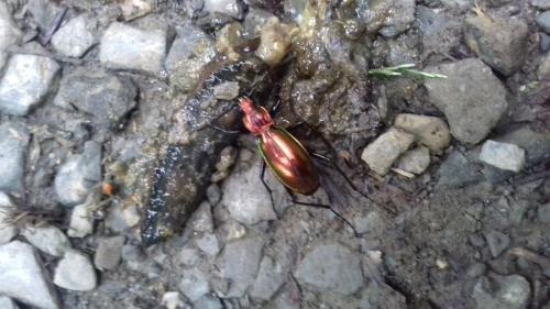 Réf. 297 528 : Carabus splendens